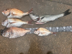 タイの釣果