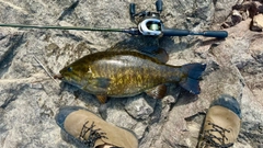 スモールマウスバスの釣果