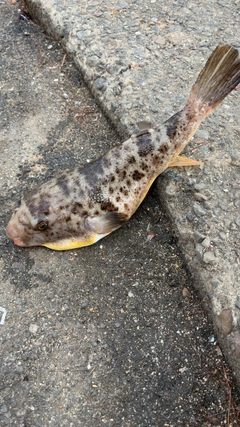 フグの釣果