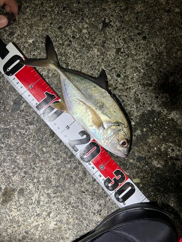 メッキの釣果