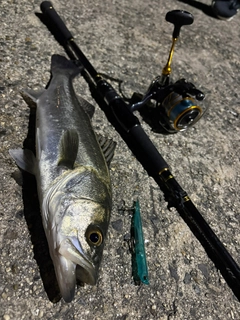 シーバスの釣果