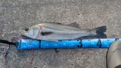 フッコ（マルスズキ）の釣果