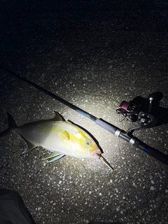 ヒレナガカンパチの釣果