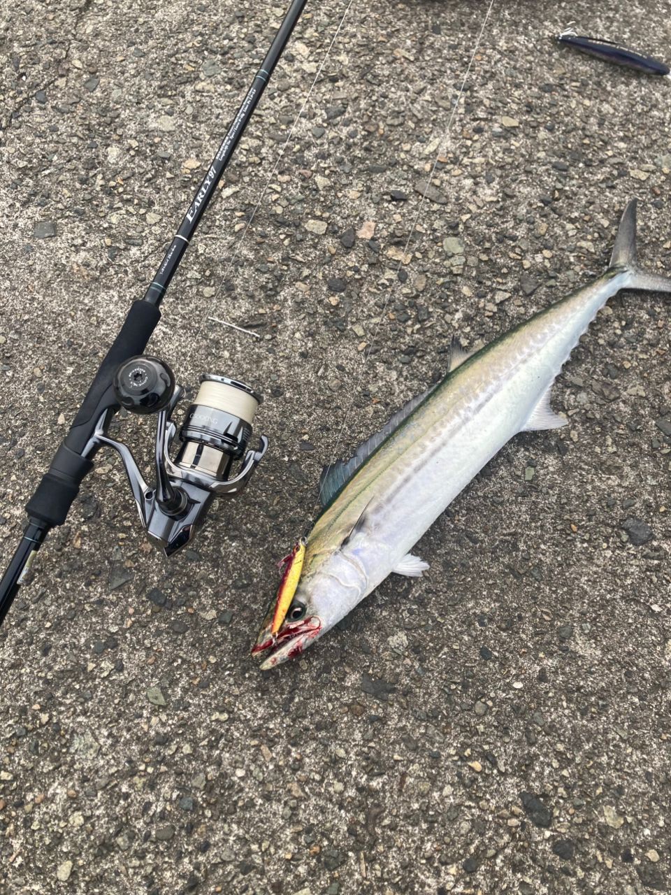 SHIMANO 2424ツインパワー C5000XGの最安値・インプレ・釣果 | 本音の