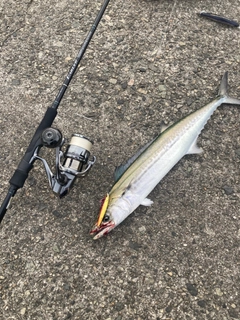 サゴシの釣果