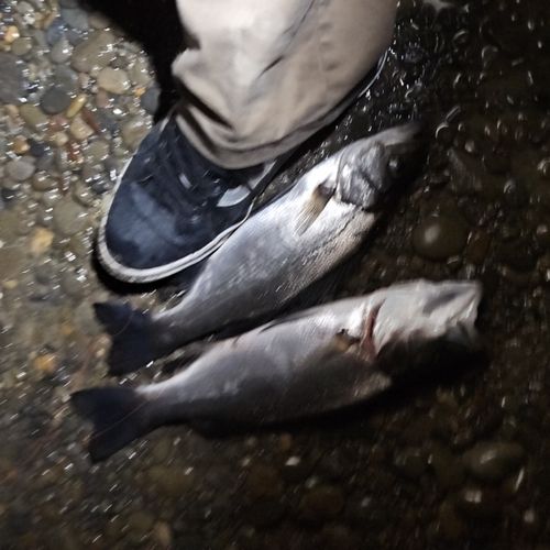 フッコ（ヒラスズキ）の釣果