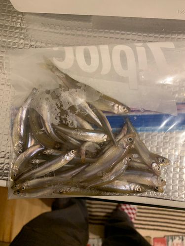 ワカサギの釣果