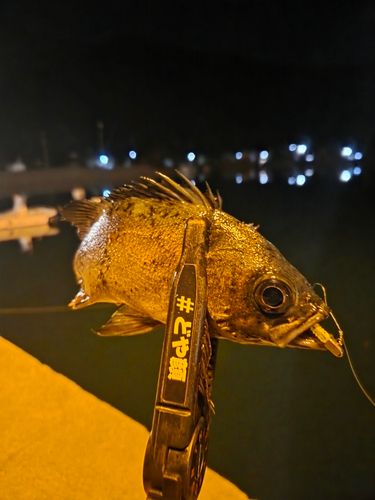 アオメバルの釣果