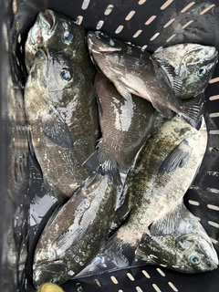 メジナの釣果