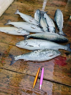 サクラマスの釣果