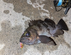 メバルの釣果