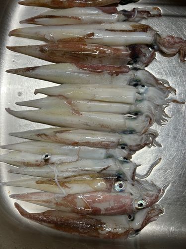 ササイカの釣果