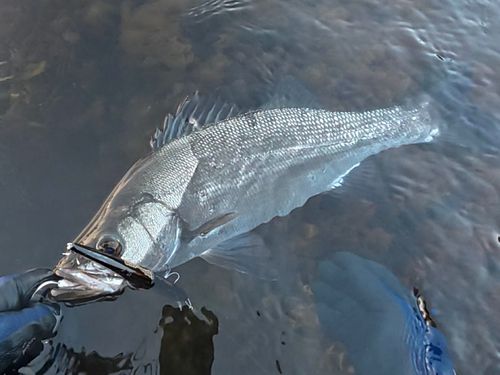 ヒラスズキの釣果
