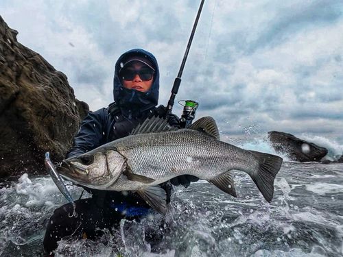 ヒラスズキの釣果