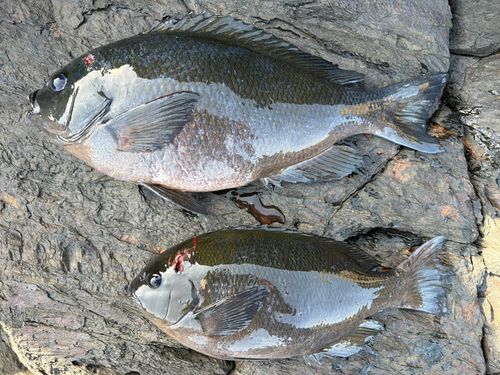 メジナの釣果