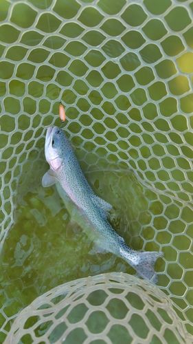 ニジマスの釣果