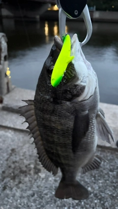 クロダイの釣果