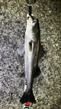 スズキの釣果