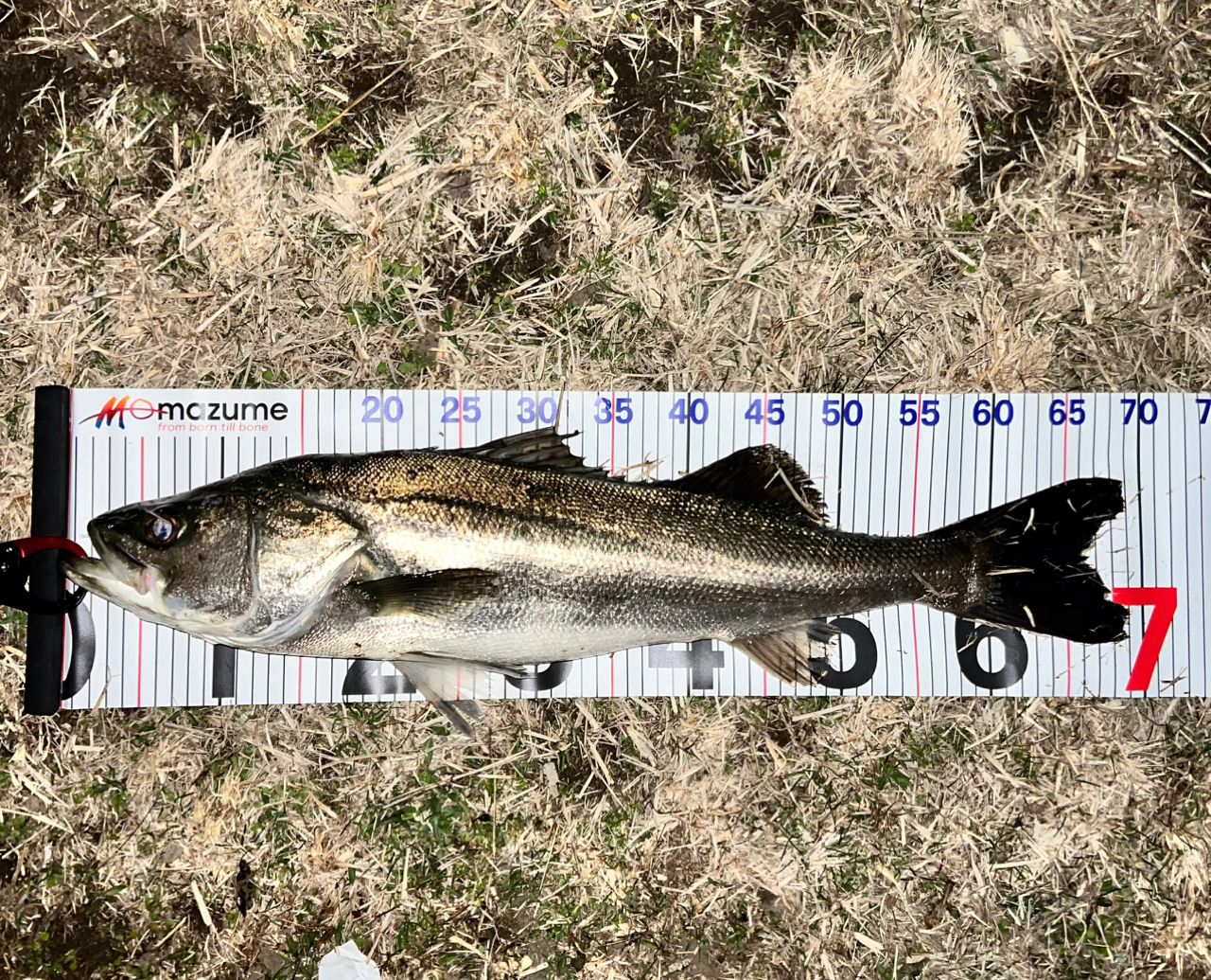 DAIWA 21ラブラックス AGS 93Mの最安値・インプレ・釣果 | 本音の