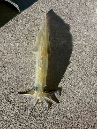 ササイカの釣果