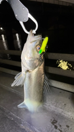 スズキの釣果