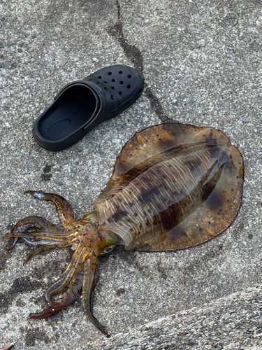 アオリイカの釣果