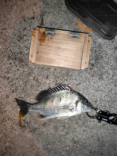 キビレの釣果