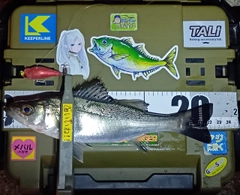 シーバスの釣果