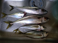 サバの釣果