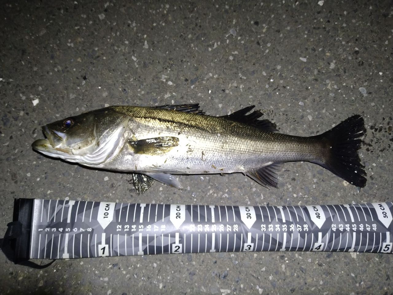 SHIMANO 18ディアルーナ S86MLの最安値・インプレ・釣果 | 本音の