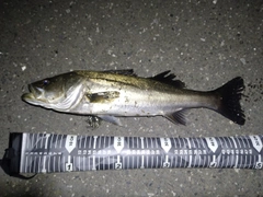 フッコ（マルスズキ）の釣果