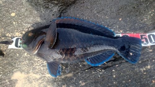 アオブダイの釣果