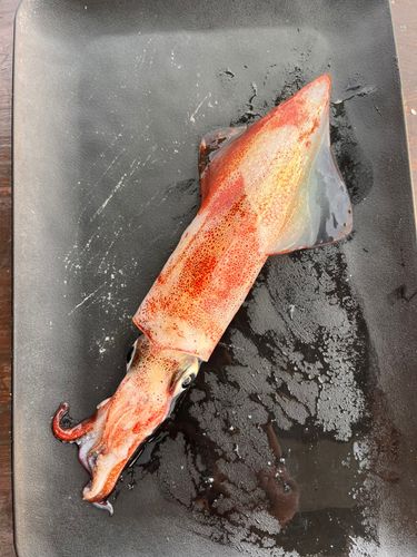 ケンサキイカの釣果