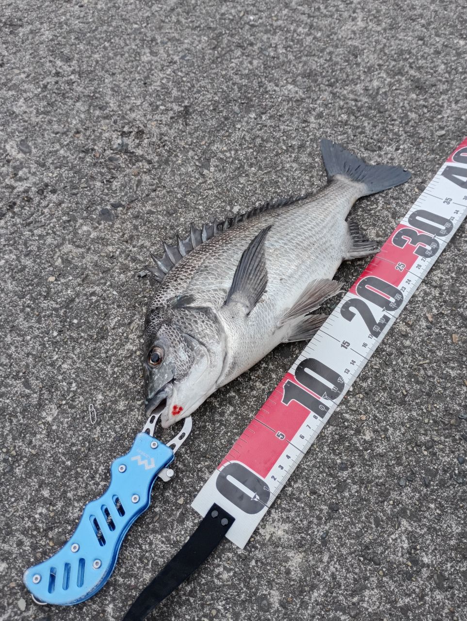 SHIMANO 23ヴァンキッシュ C3000MHGの最安値・インプレ・釣果 | 本音の