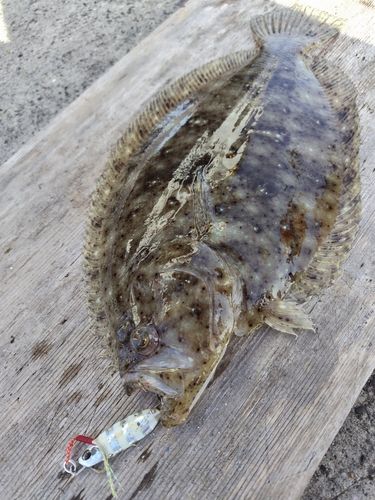 ソゲの釣果
