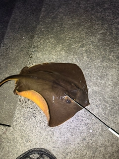 アカエイの釣果