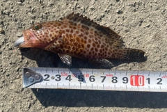 オオモンハタの釣果