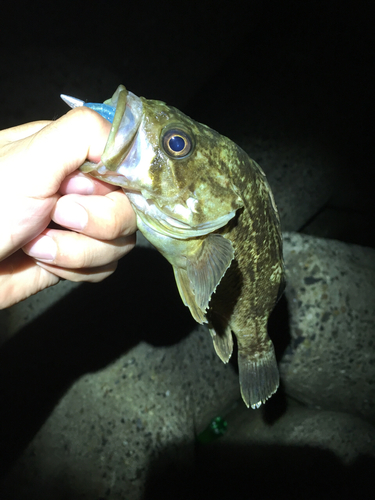 クロソイの釣果