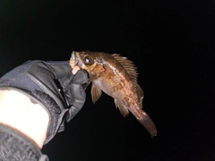 シロメバルの釣果