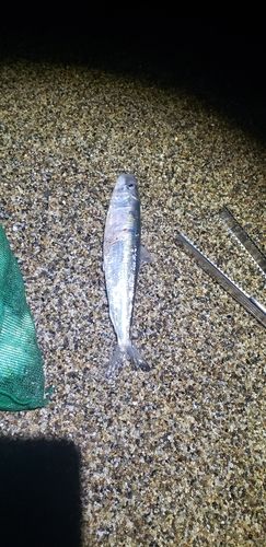 マイワシの釣果