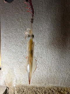 ヤリイカの釣果