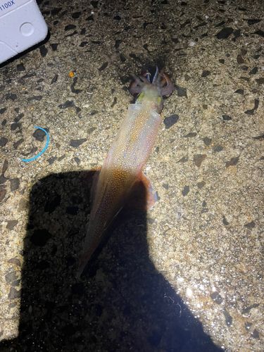 ヤリイカの釣果