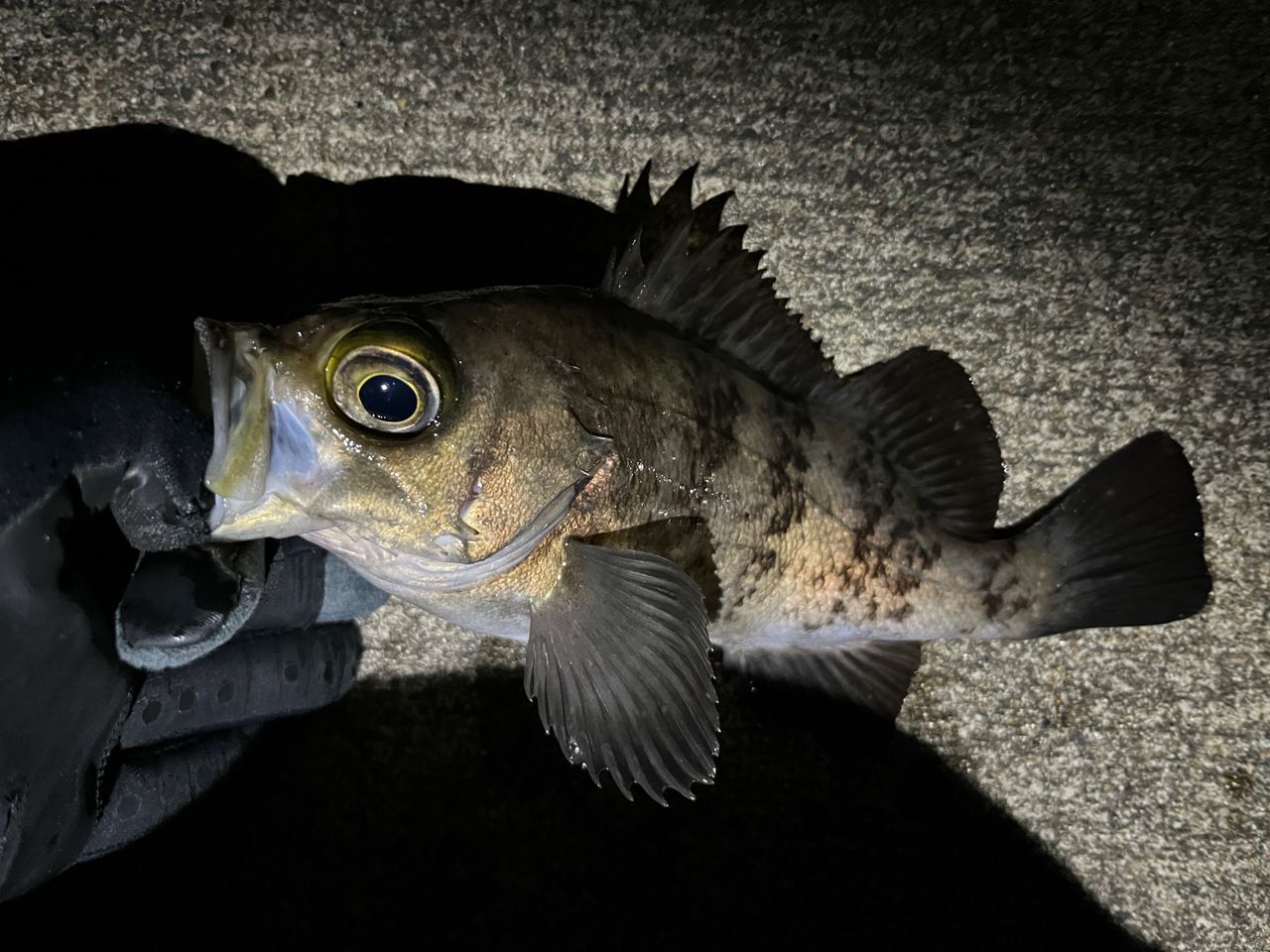 OLYMPIC 20コルトUX 20GCORUS-6102L-HSの最安値・インプレ・釣果