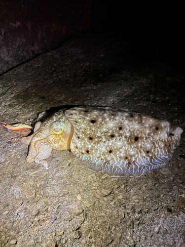 コブイカの釣果
