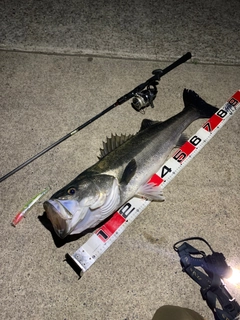 シーバスの釣果