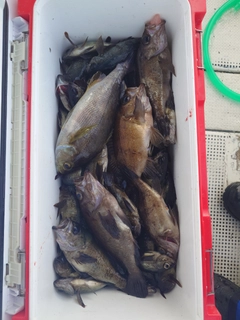 メバルの釣果