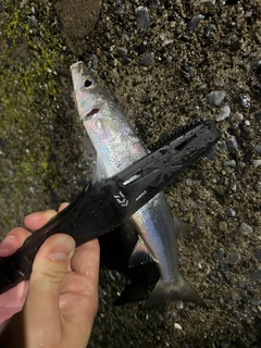 アカカマスの釣果