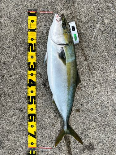 ブリの釣果