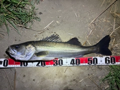 スズキの釣果