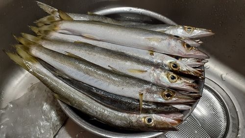 カマスの釣果